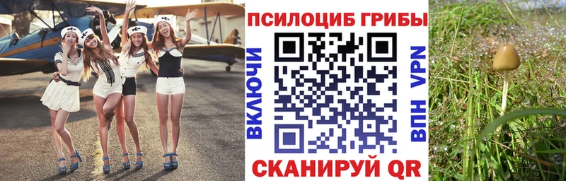 Галлюциногенные грибы Psilocybe  Мыски 